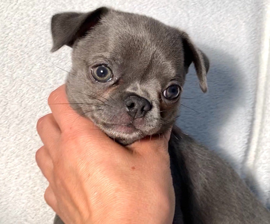Chiot Chihuahua AUDREY LIMA